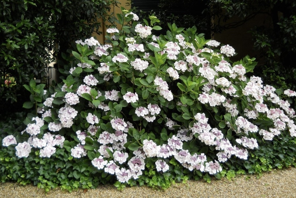 Гортензия Саржента