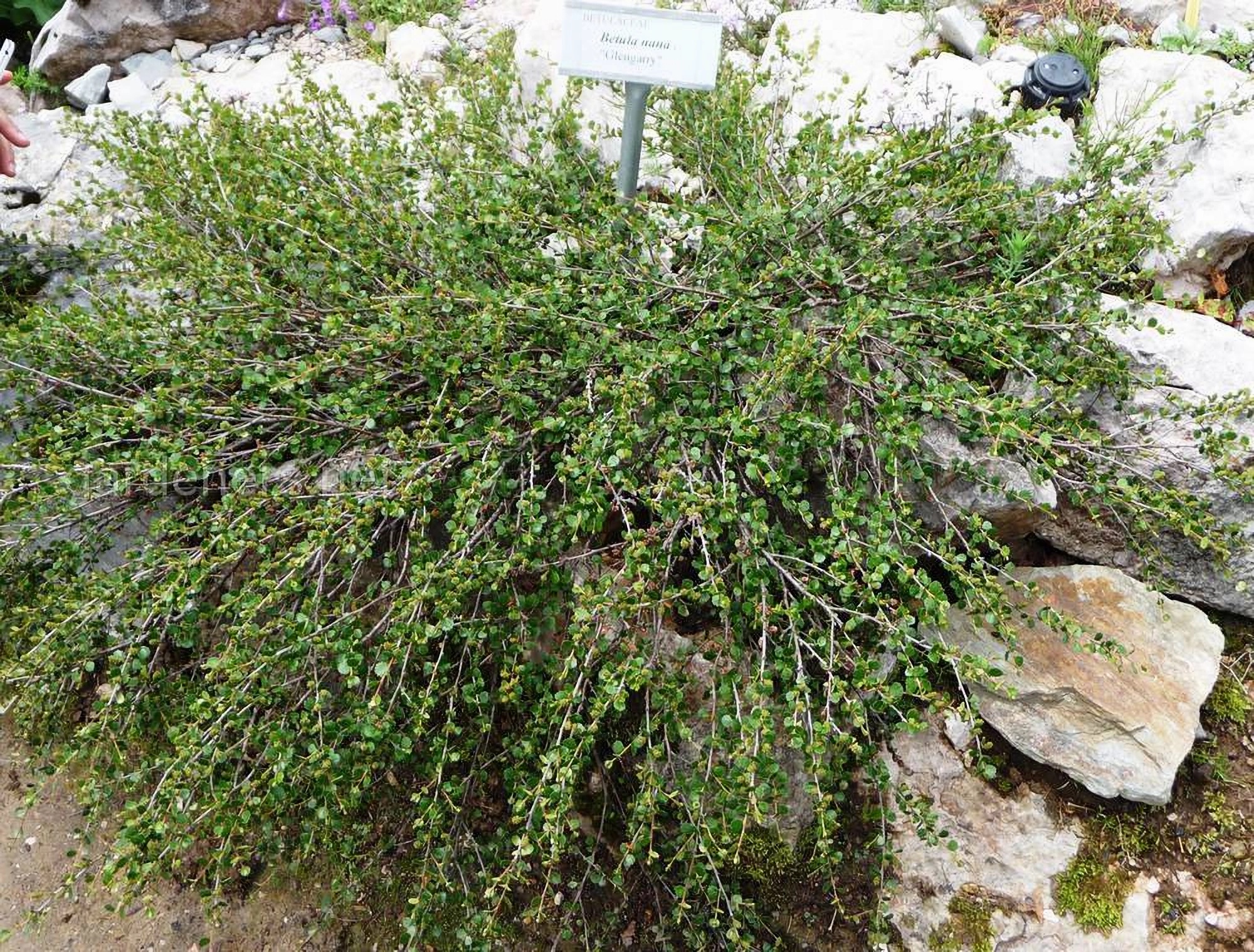 Береза карликовая Береза карликовая