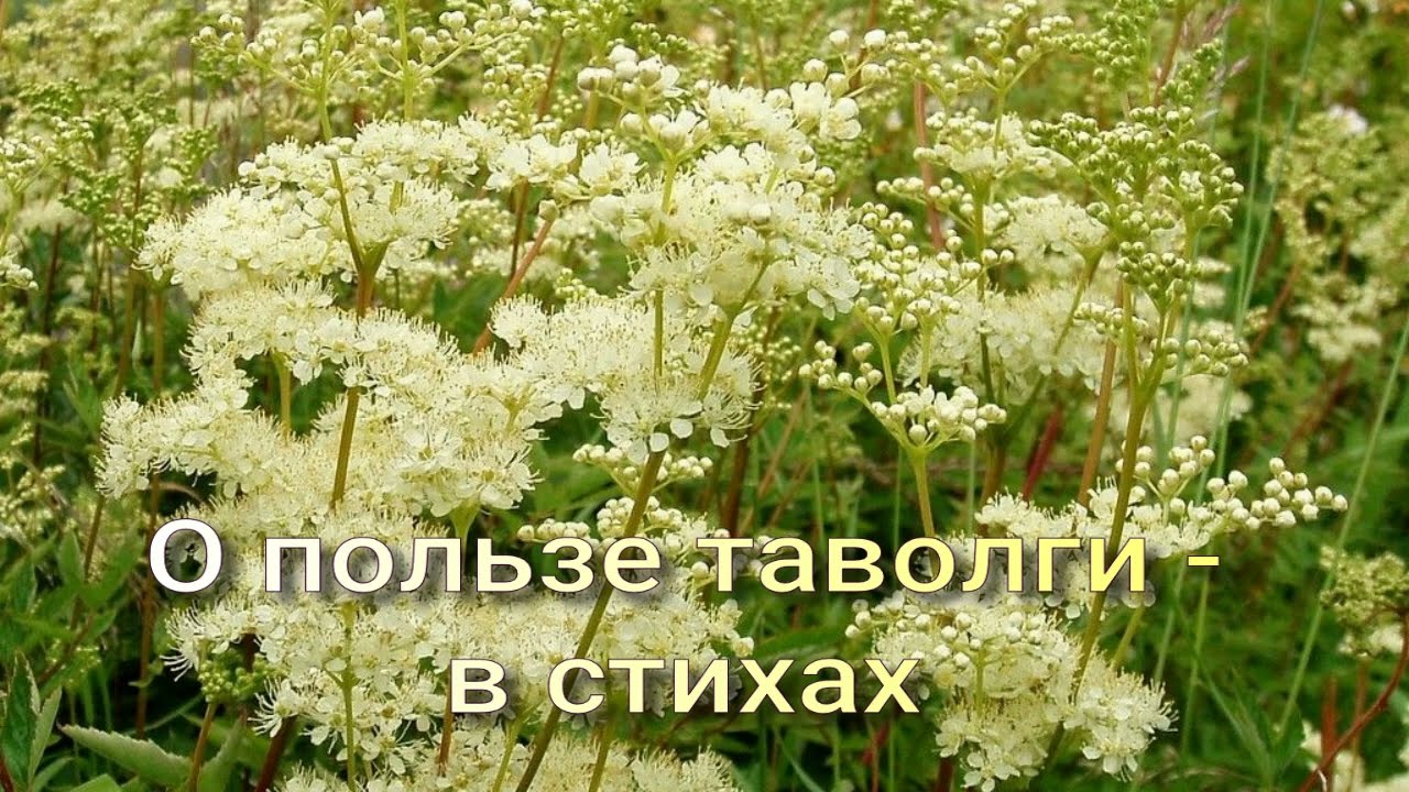 Лабазник