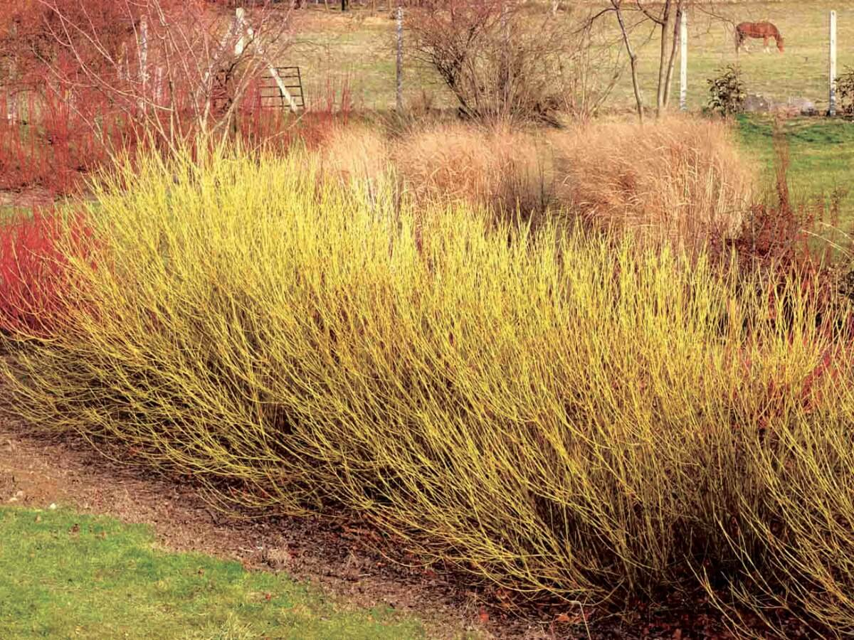 Дерен отпрысковый