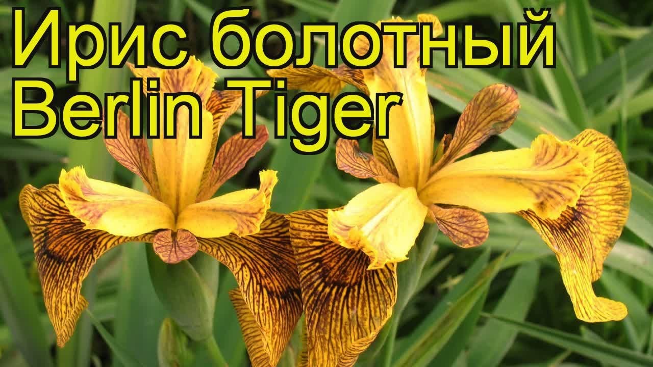 Ирис