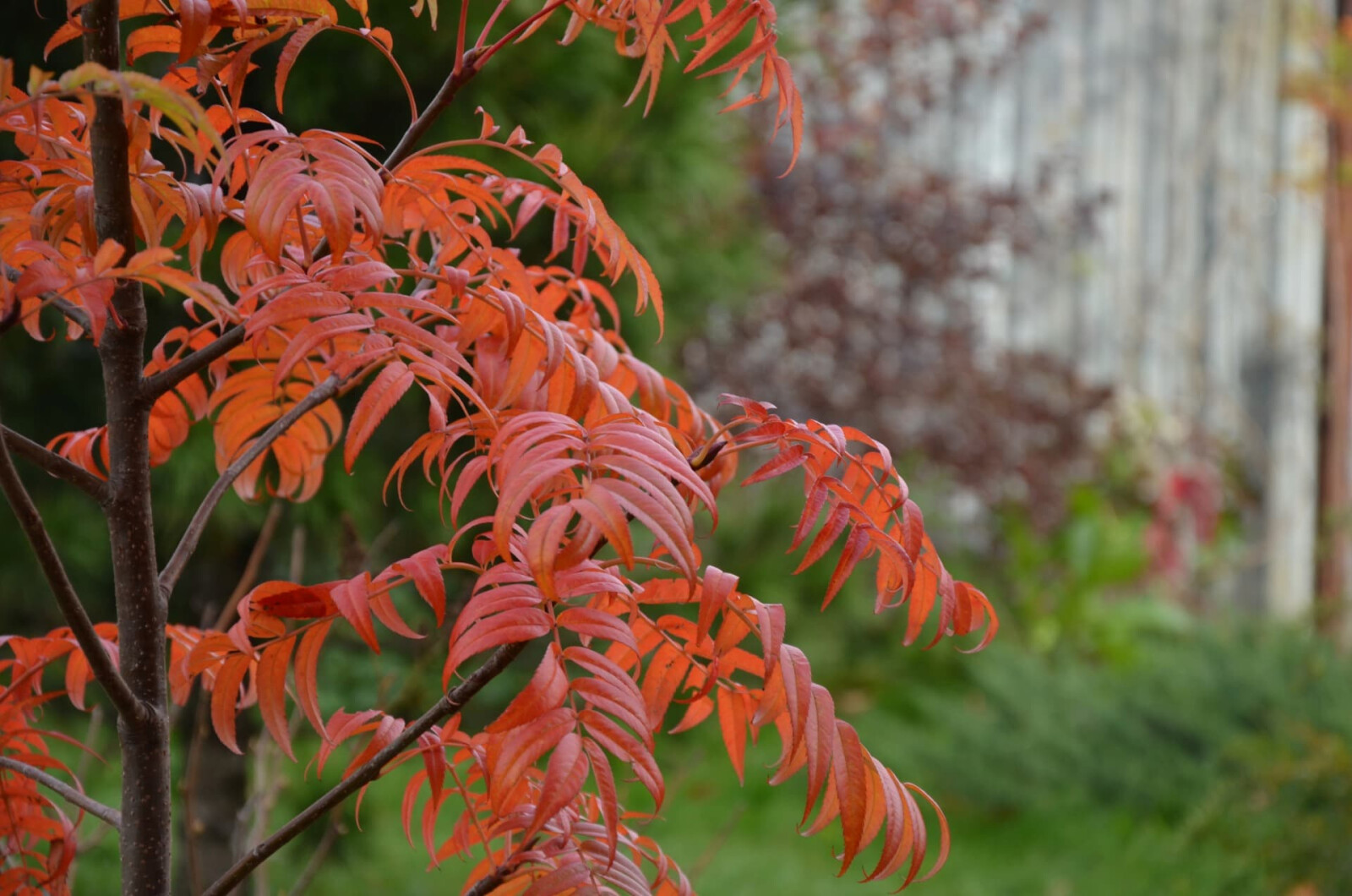 Рябина смешанная