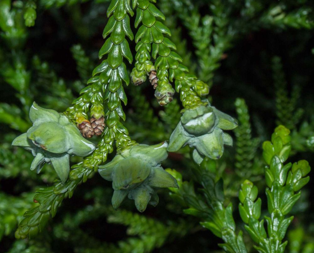 Туевик Туевик