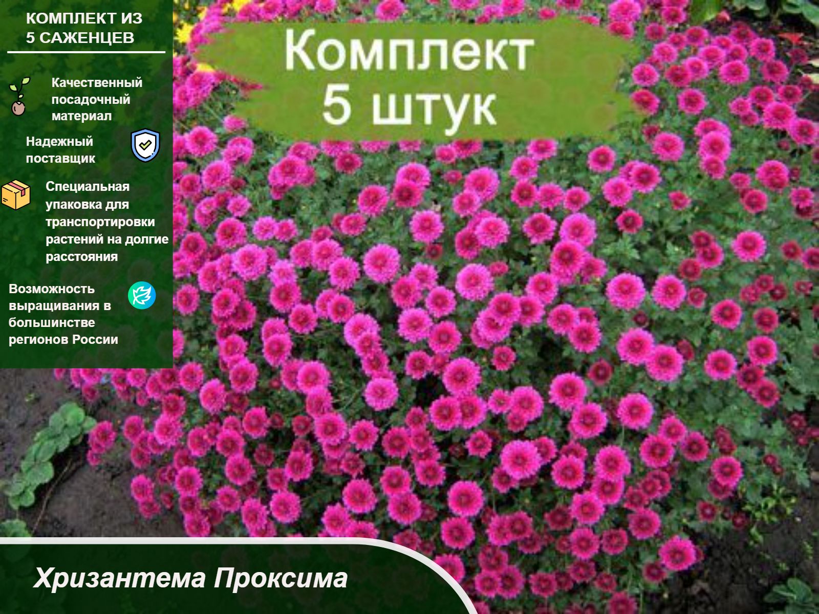 Хризантема Хризантема