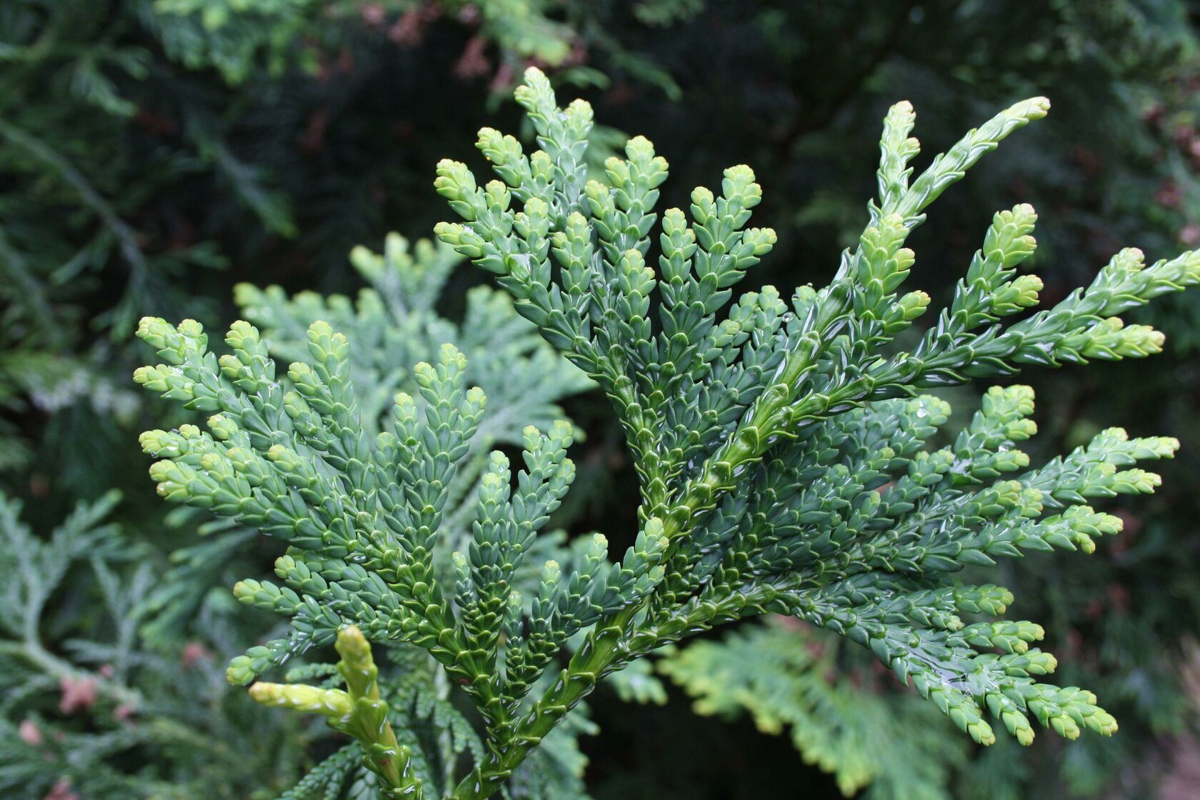 Туевик Туевик