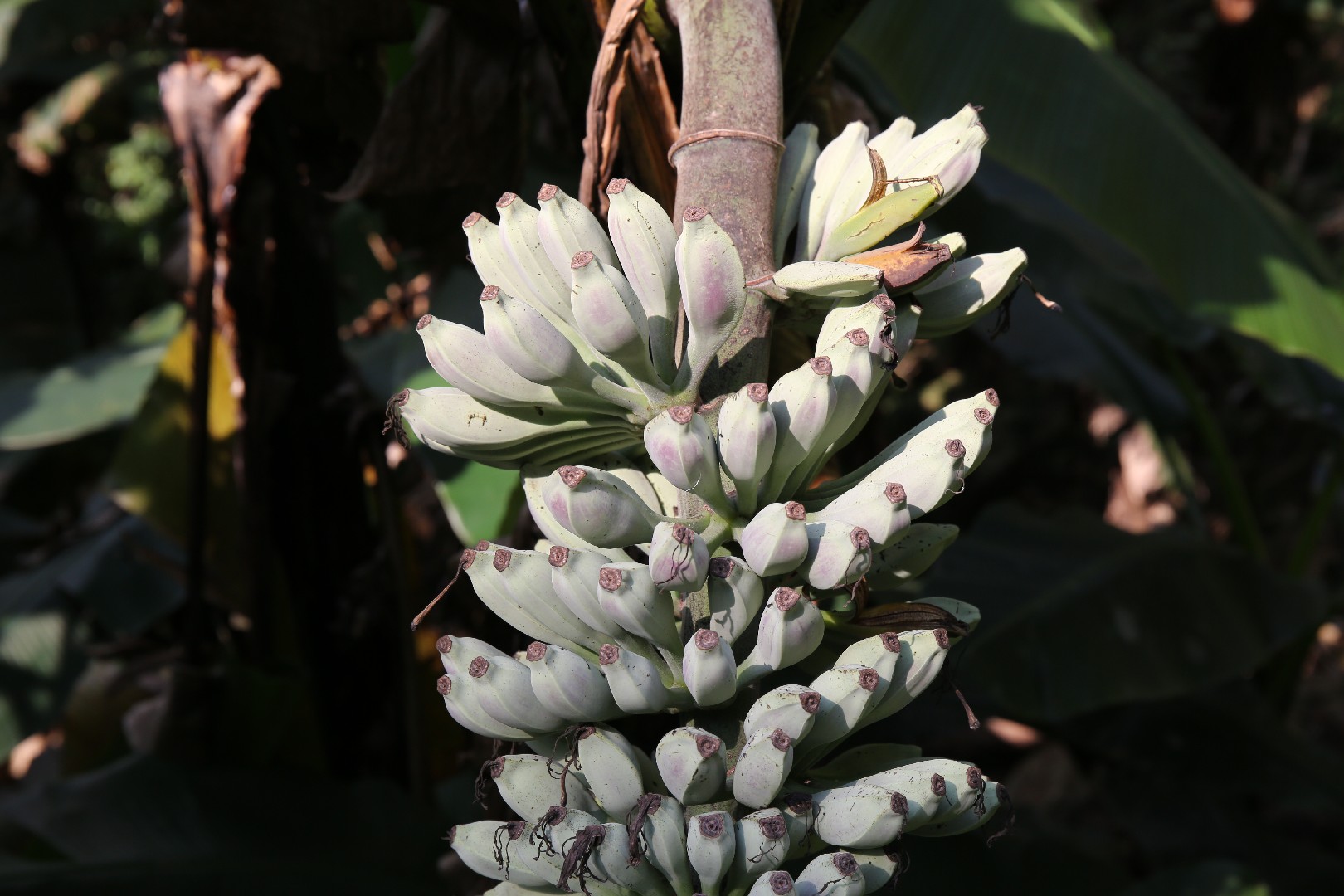 Банан Бальбиса