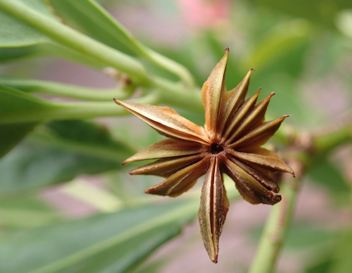 Бадьян настоящий