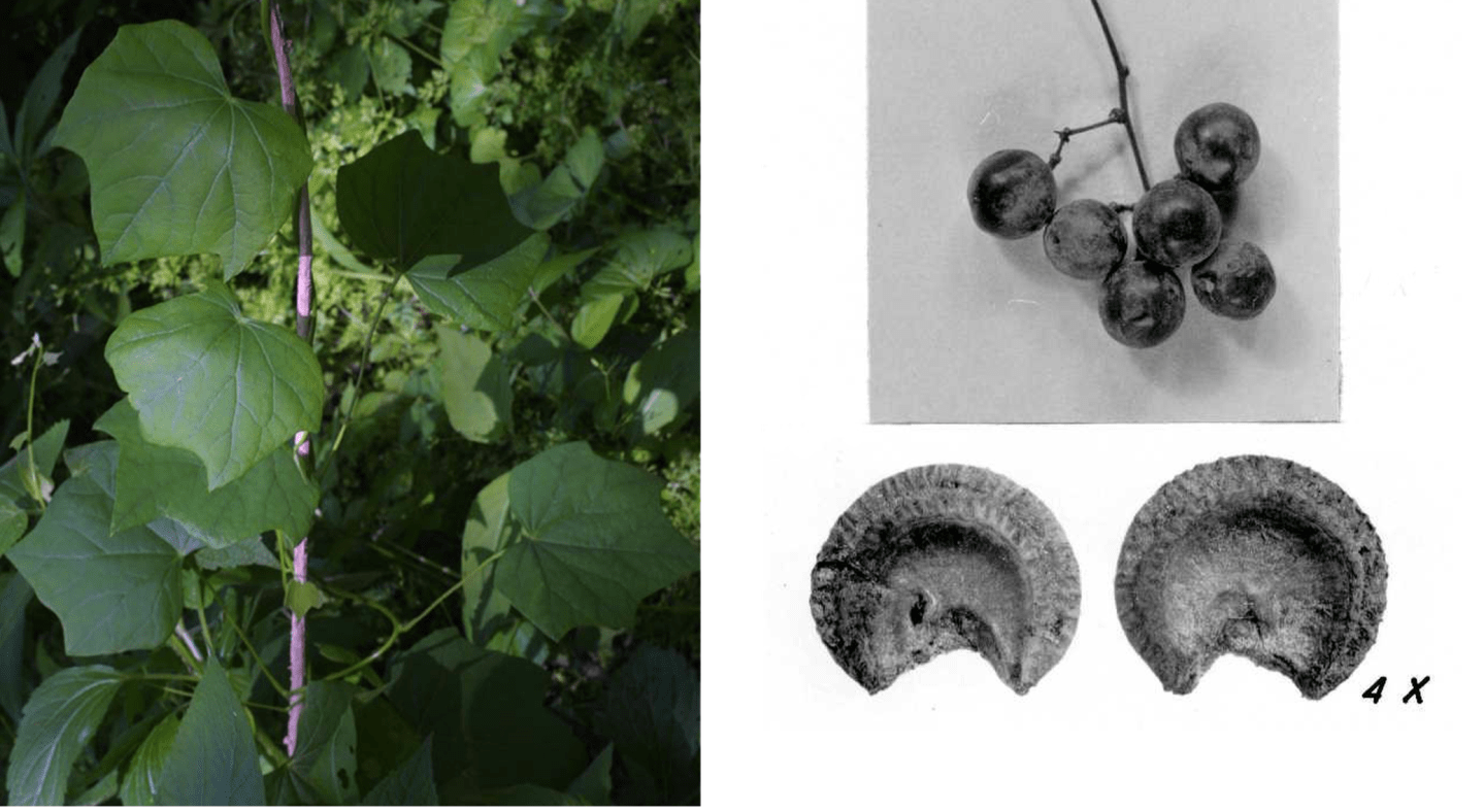 Луносемянник гибридный