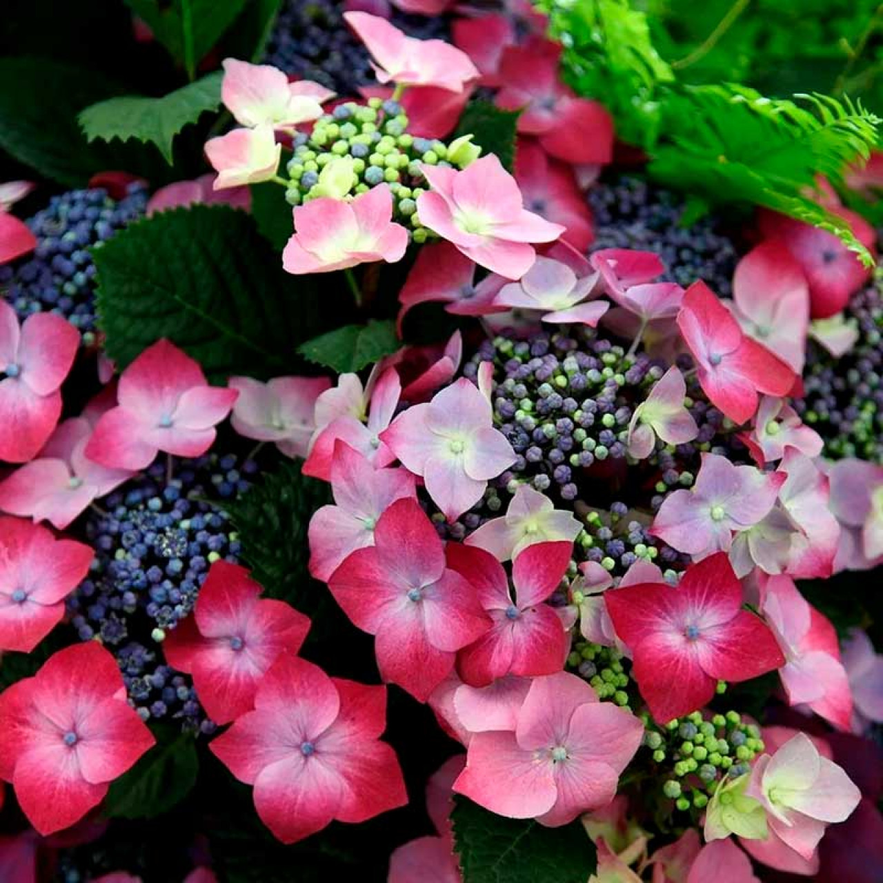 Гортензия крупнолистная