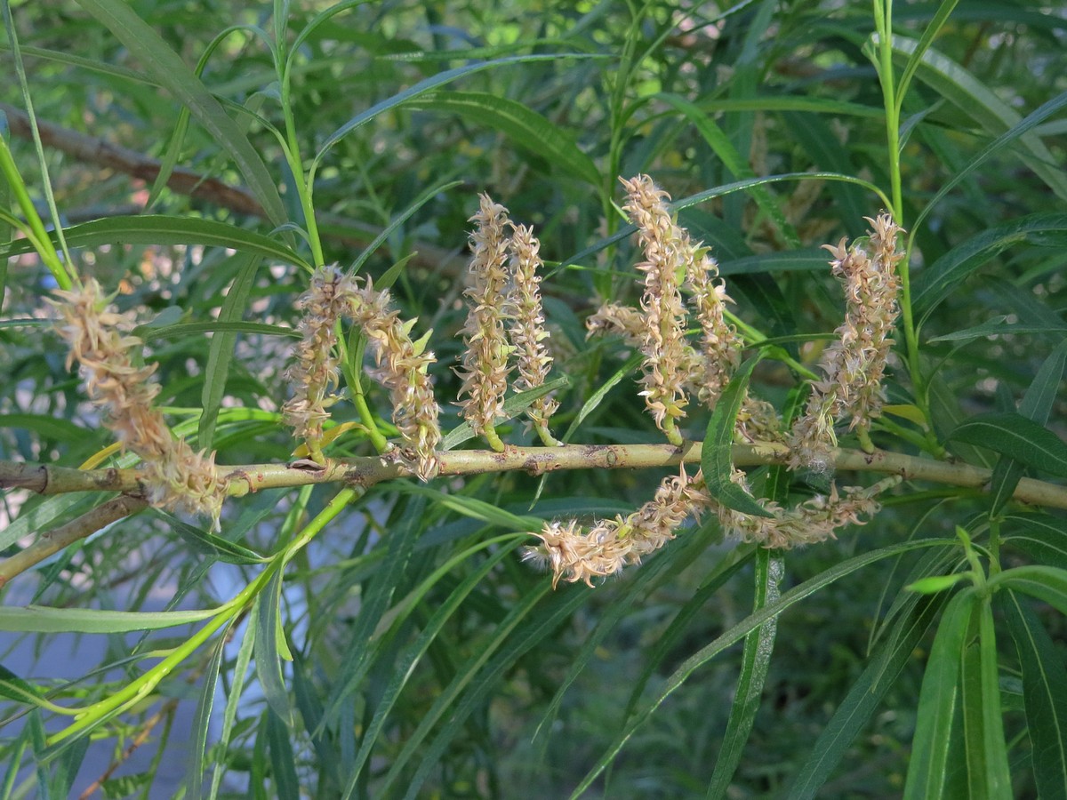 Ива корзиночная Ива корзиночная