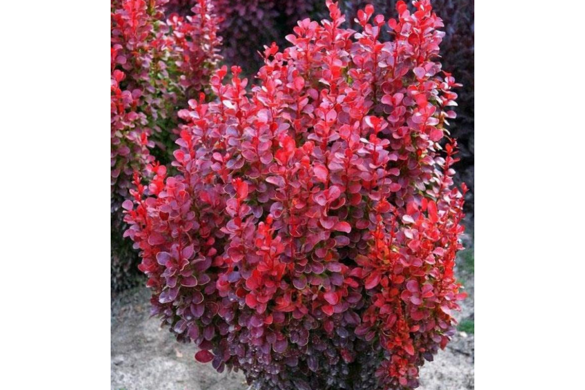 Барбарисовик Барбарисовик