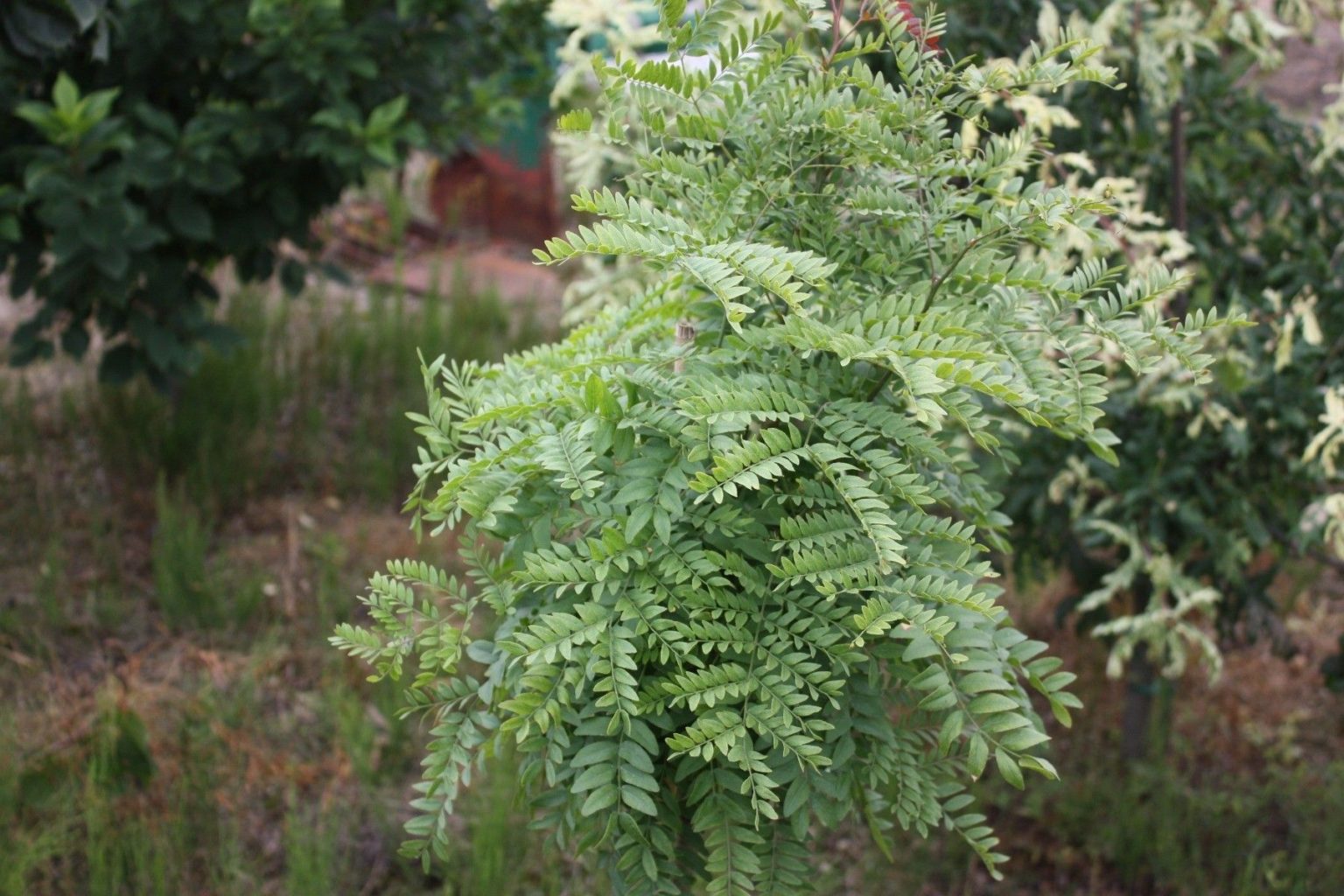 Гледичия трехколючковая Гледичия трехколючковая