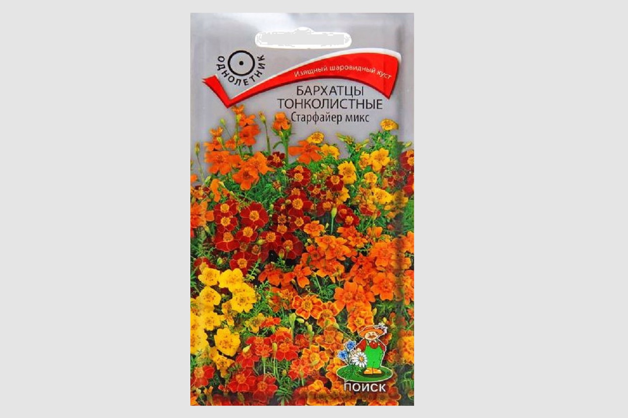 Бархатцы мелкоцветные
