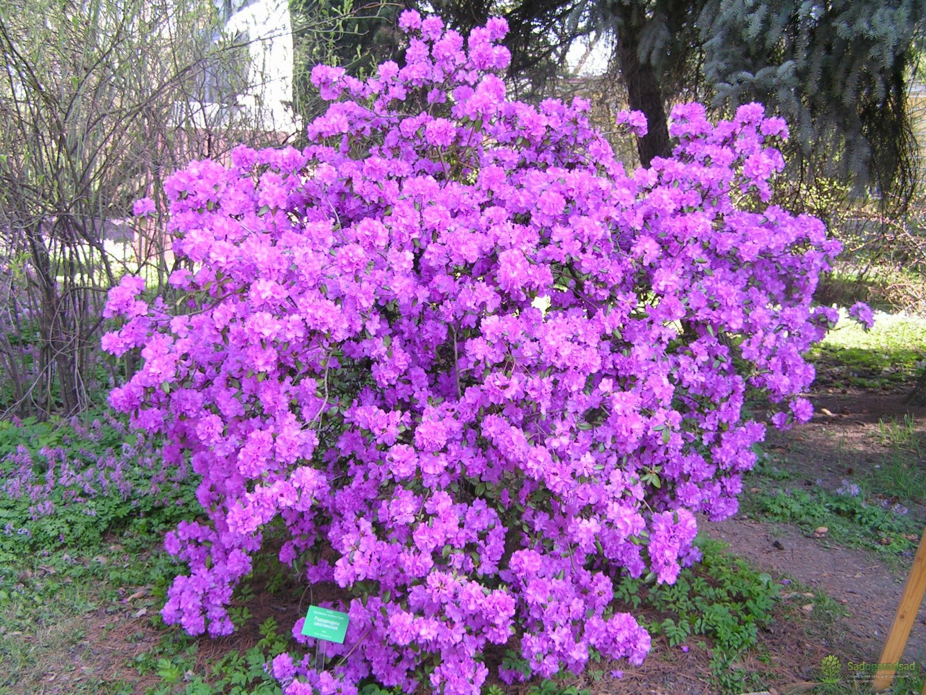 Рододендрон плотный
