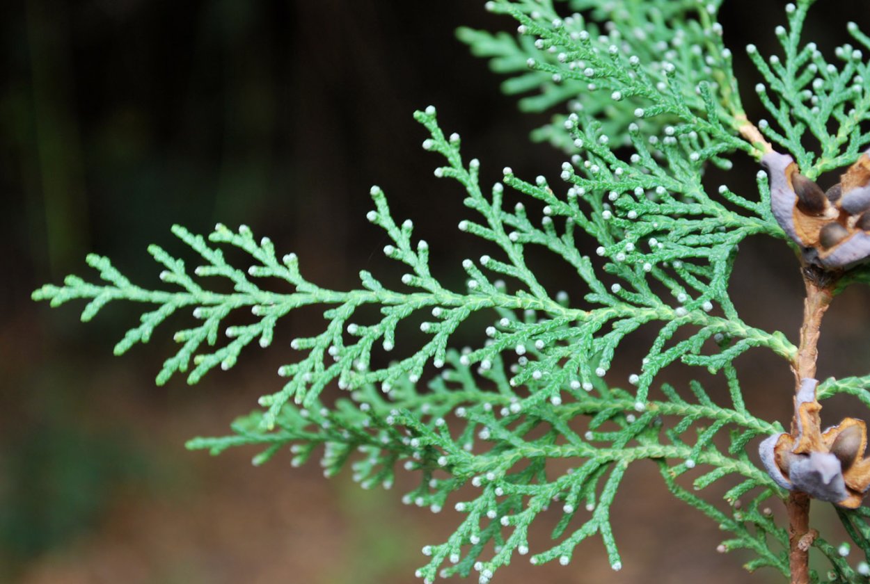 Туя восточная