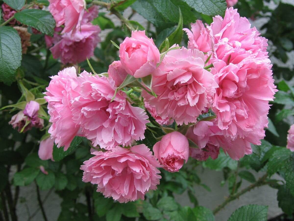 Роза плетистая Роза плетистая