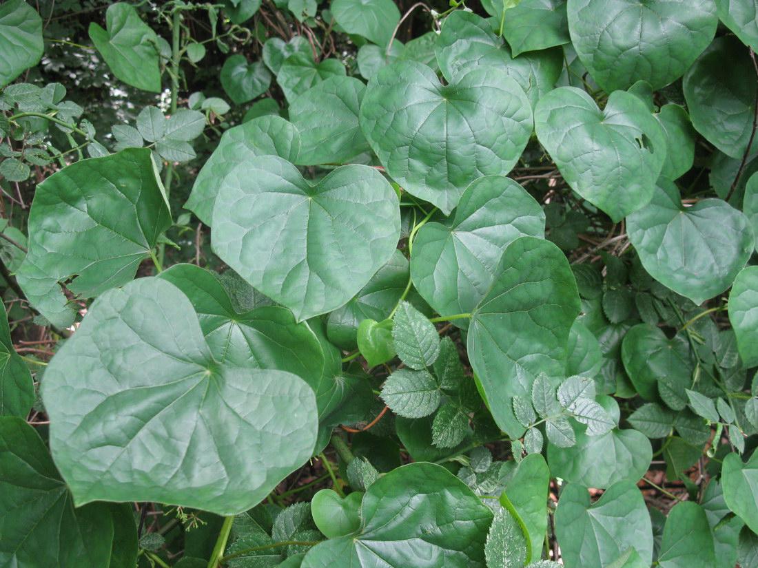 Луносемянник гибридный