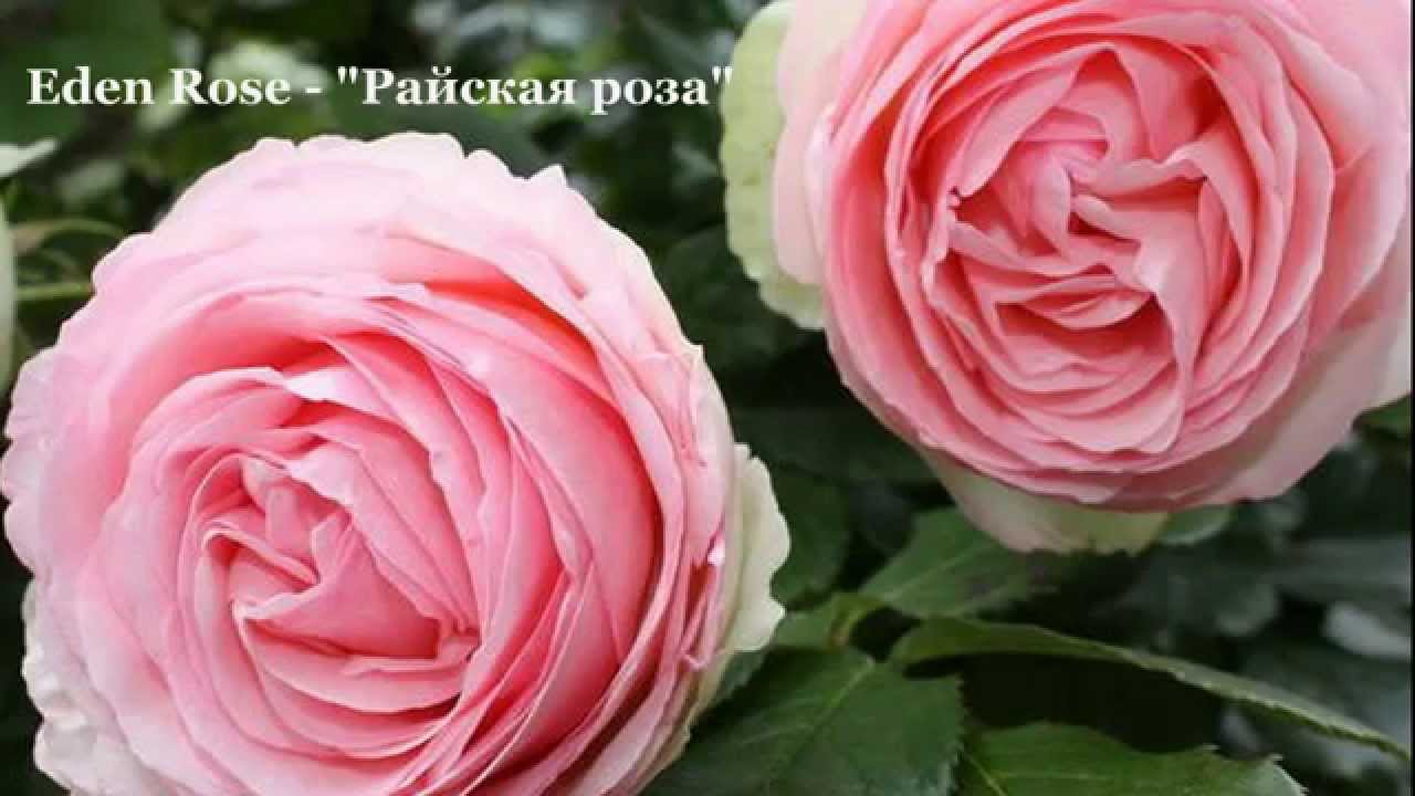 Роза французская