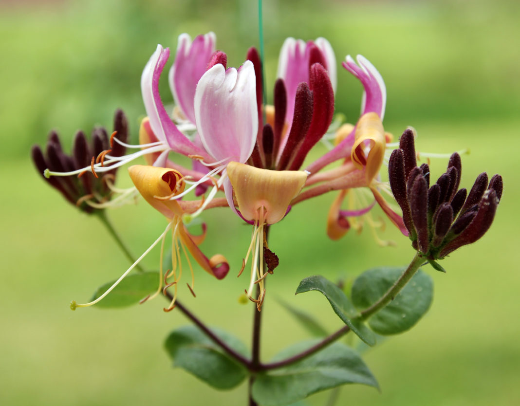 Жимолость каприфоль