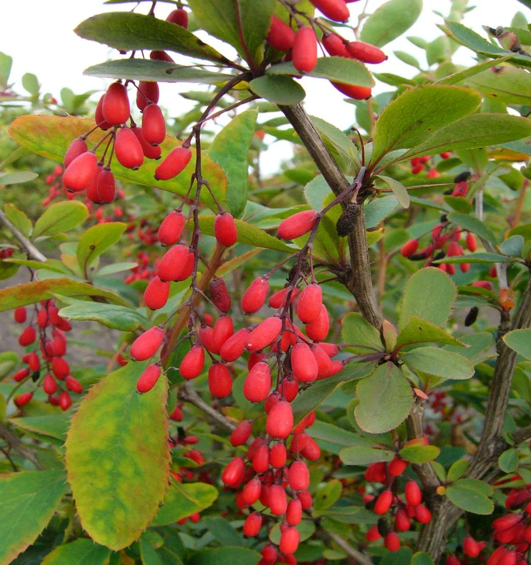 Барбарис аггрегатный