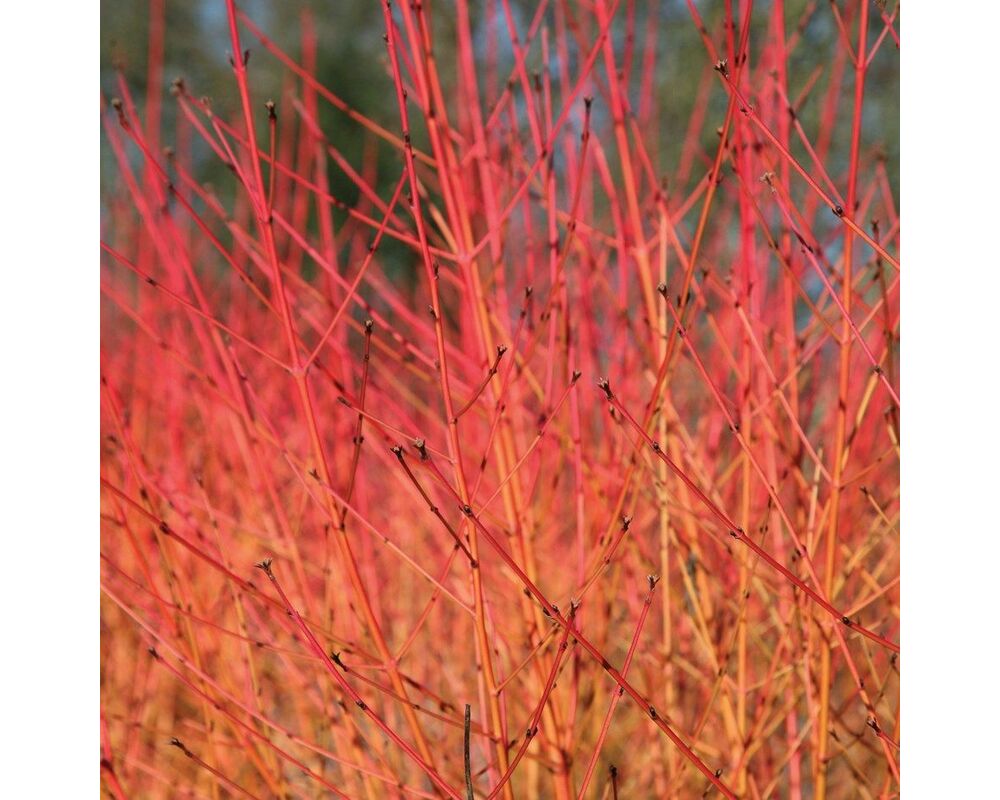 Дерен кроваво-красный Дерен кроваво-красный