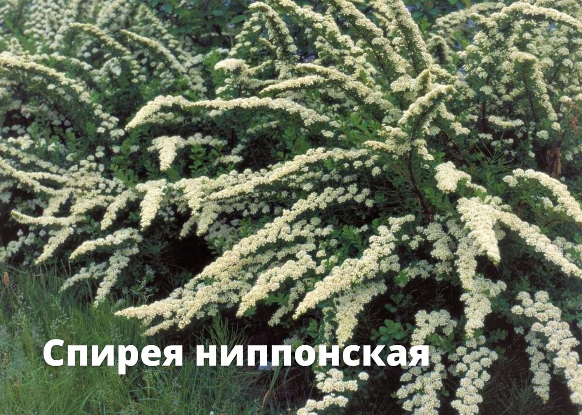 Спирея ниппонская