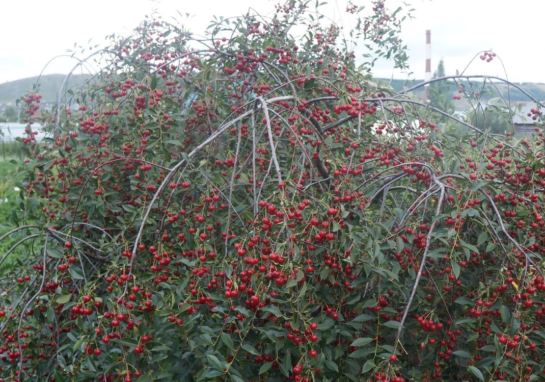 Кустарниковая вишня