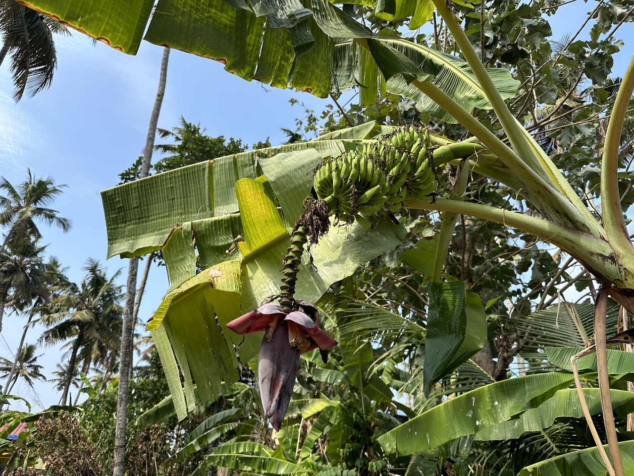 Банан райский Банан райский