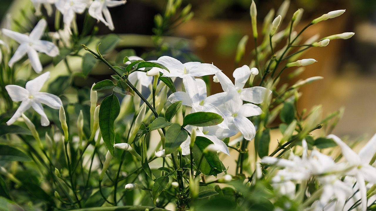 Жасмин многоцветковый Жасмин многоцветковый