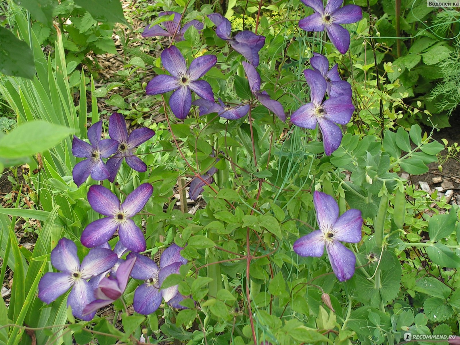 Клематис Флорида