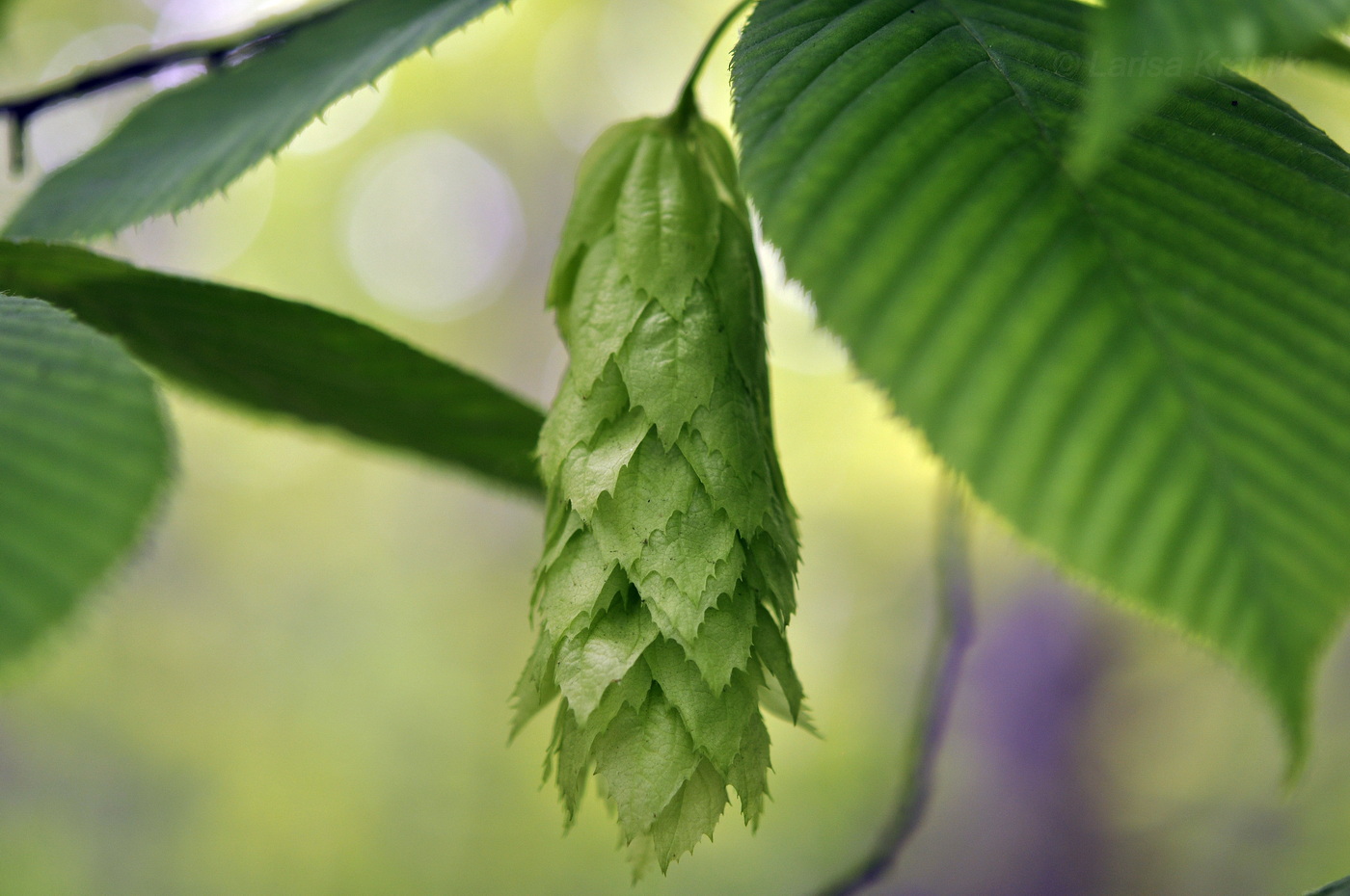 Граб сердцелистный Граб сердцелистный