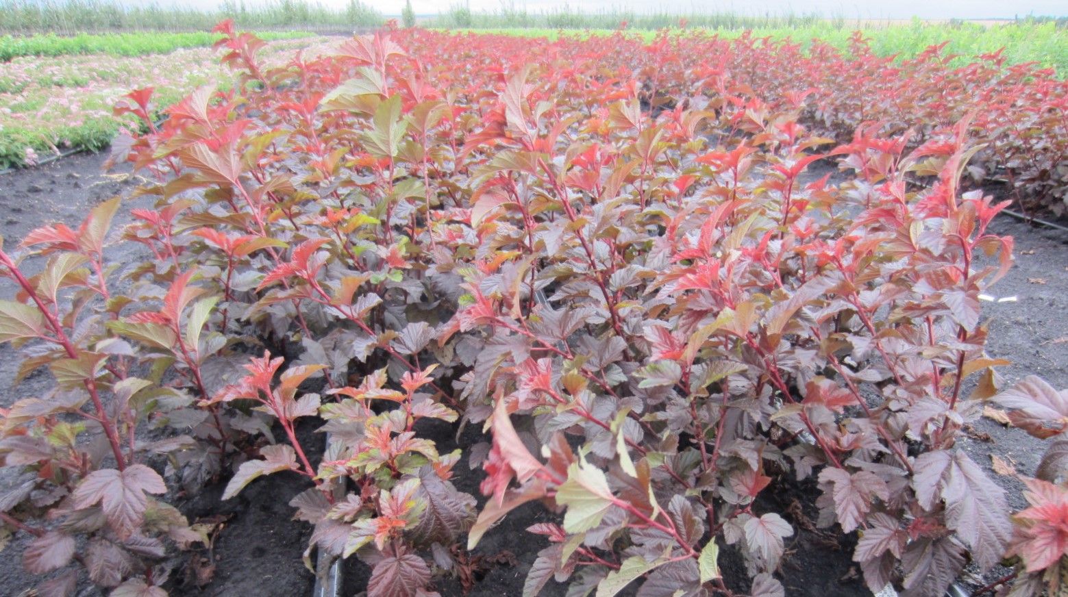 Пузыреплодник сизый