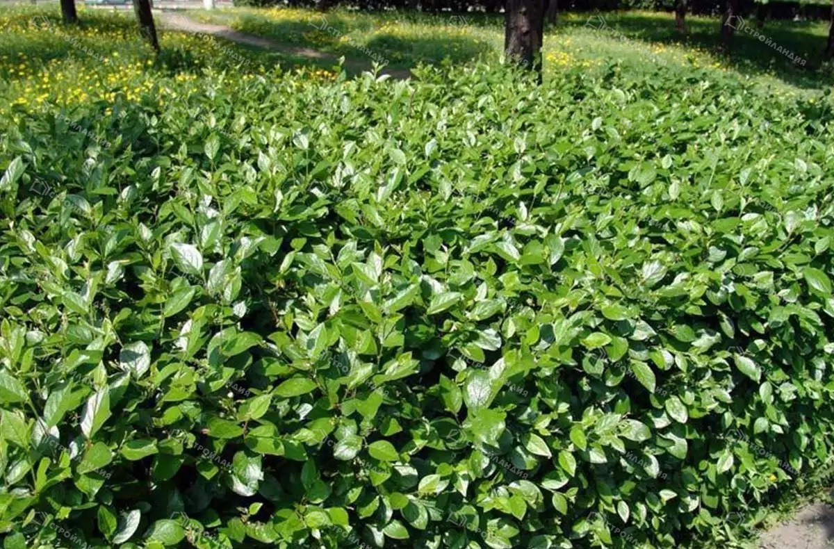 Кизильник Кизильник