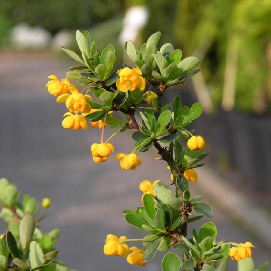 Барбарис самшитолистный