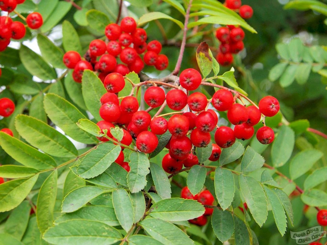 Рябина обыкновенная