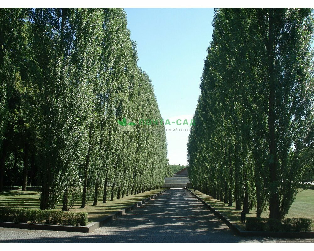 Тополь пирамидальный