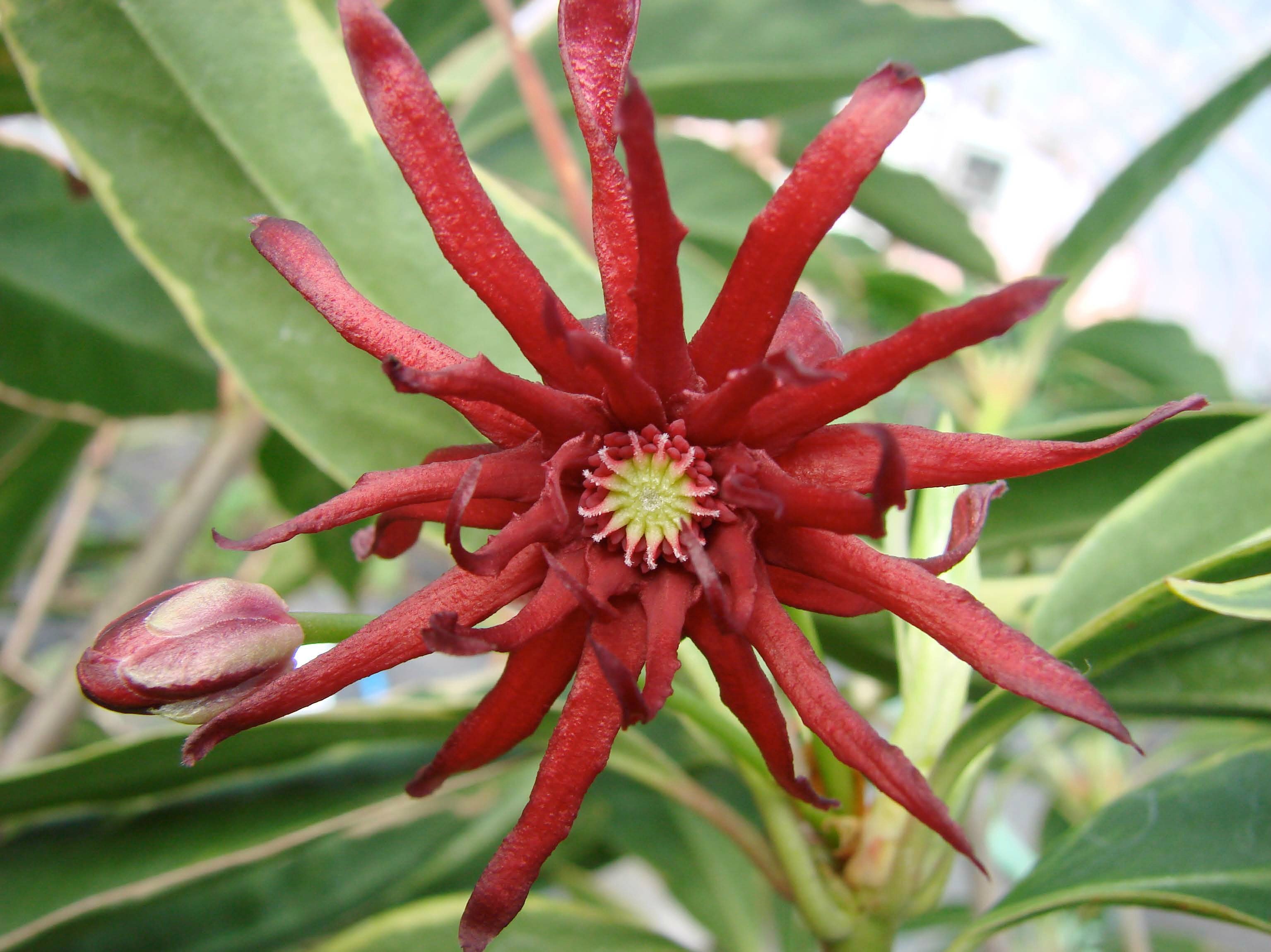 Бадьян анисовый