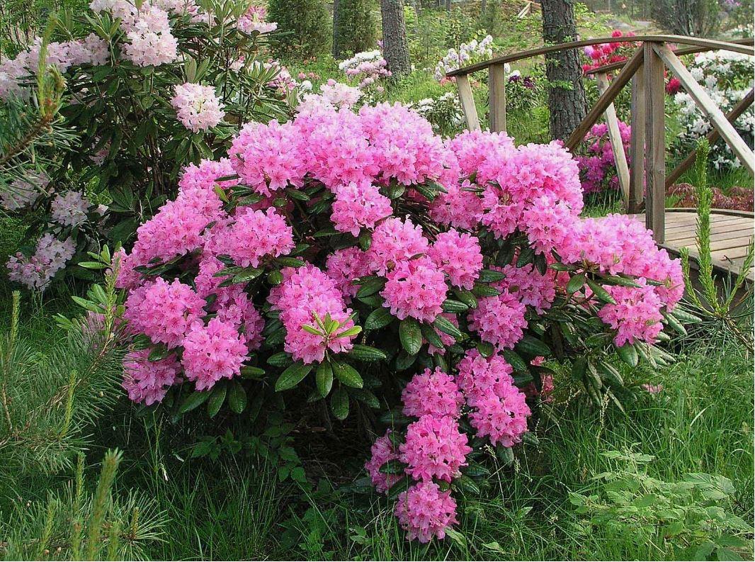 Рододендрон короткоплодный