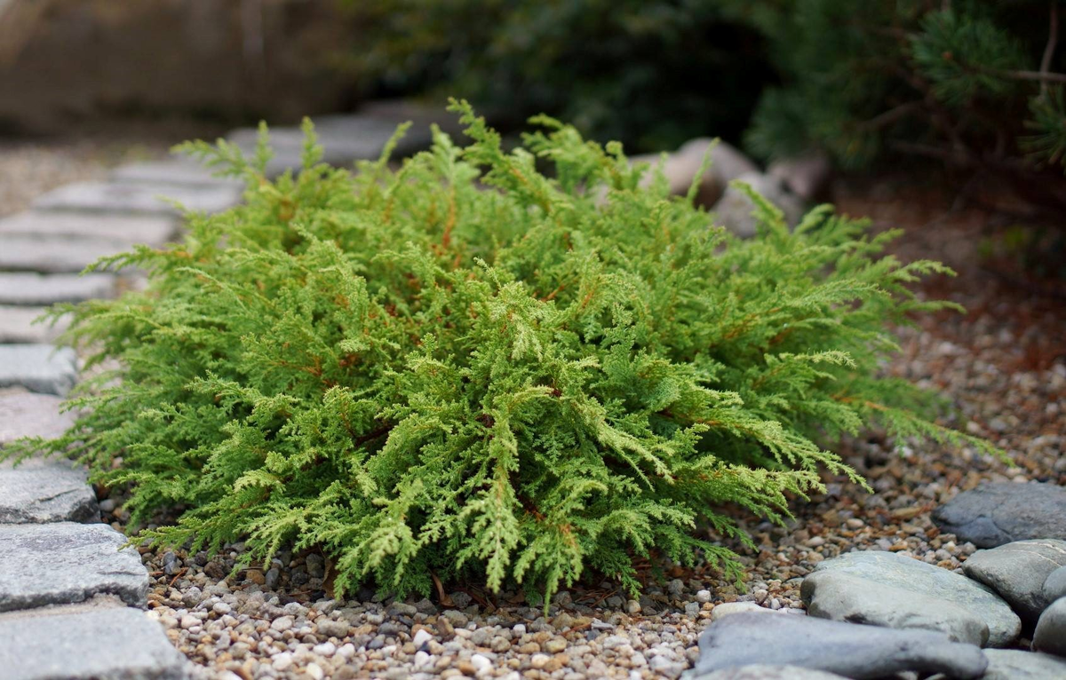 Микробиота