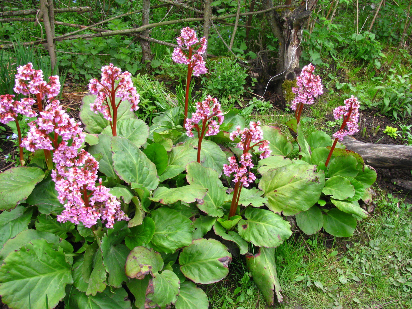 Бадан толстолистный