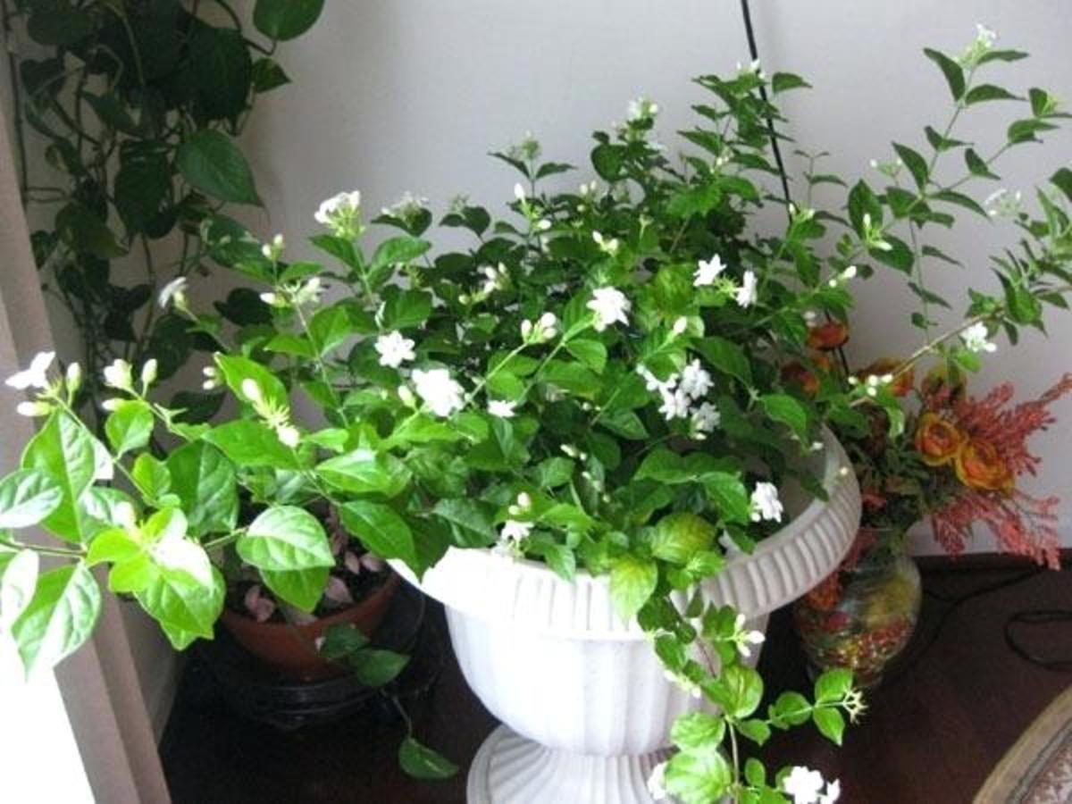 Жасмин самбак