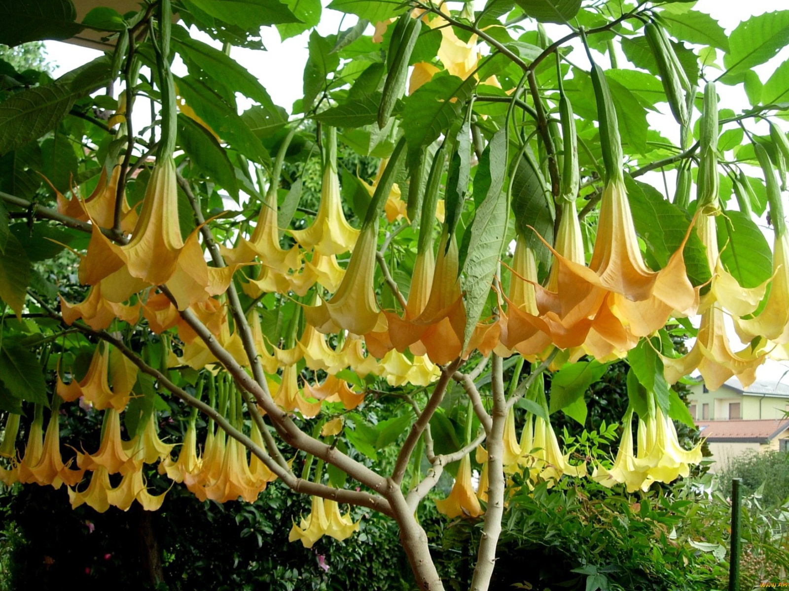 Бангия Бангия