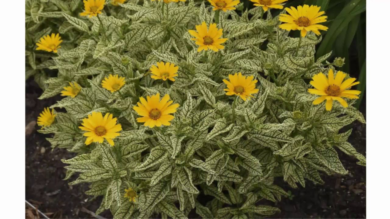 Барнадезия