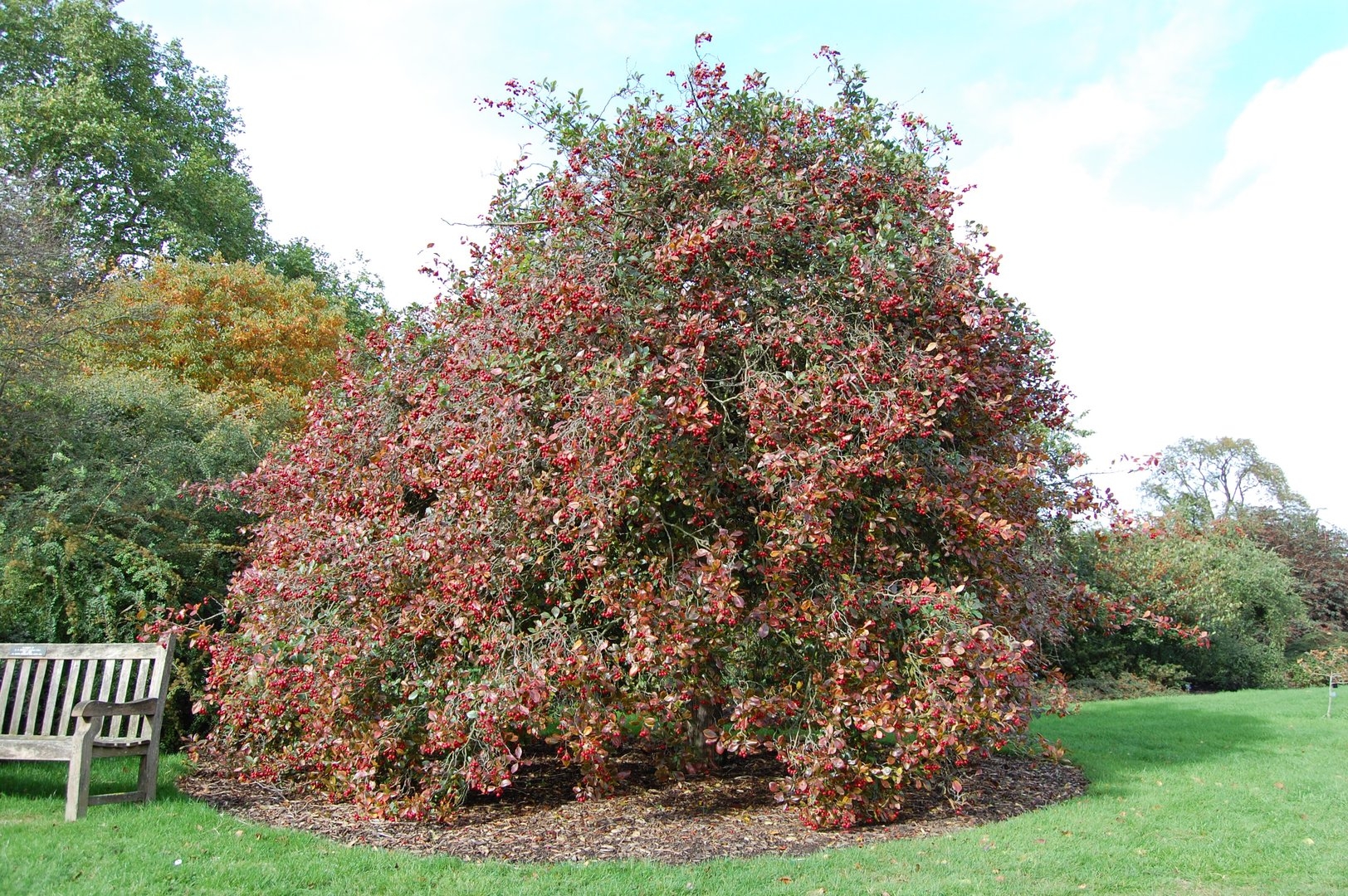 Боярышник вееровидный