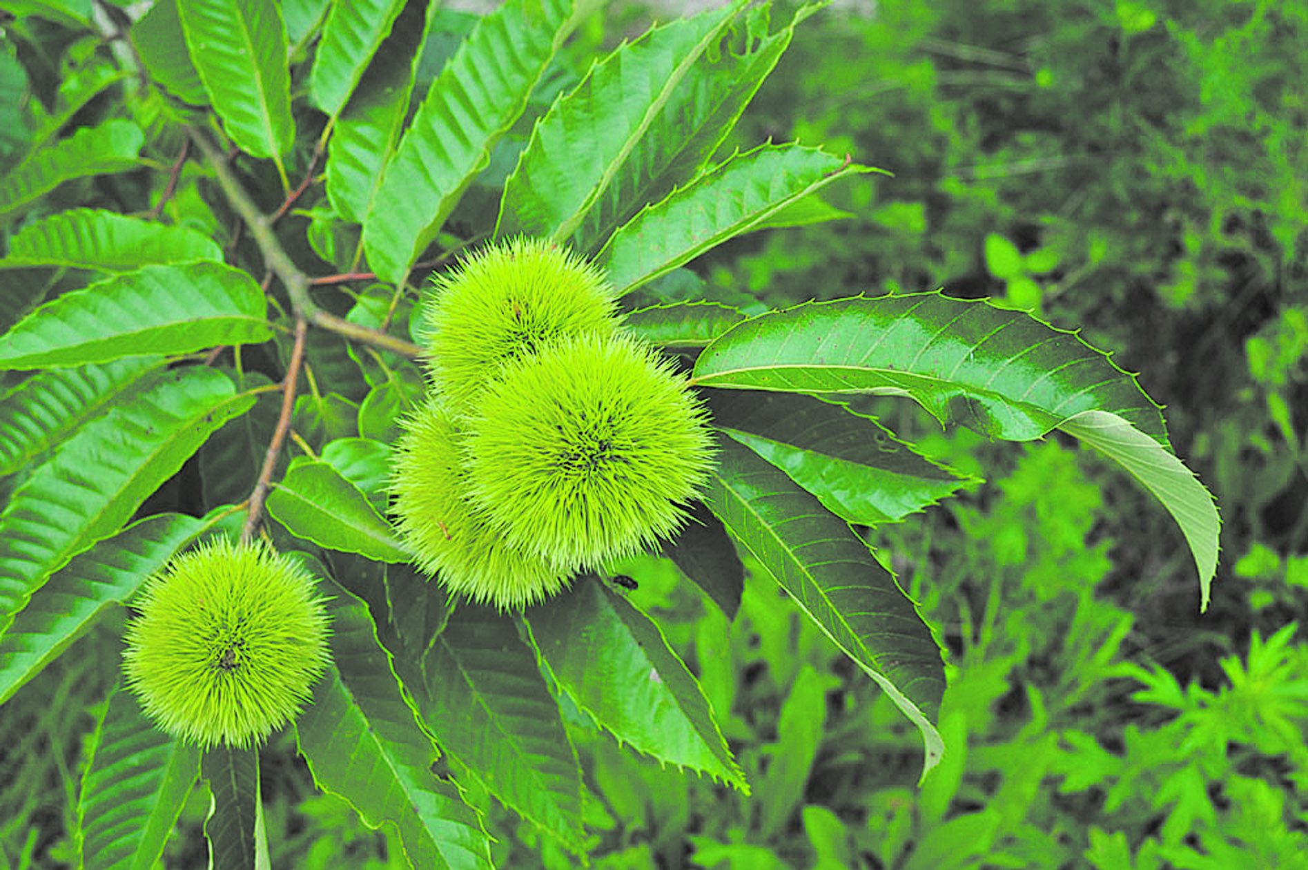 Каштан Сегю