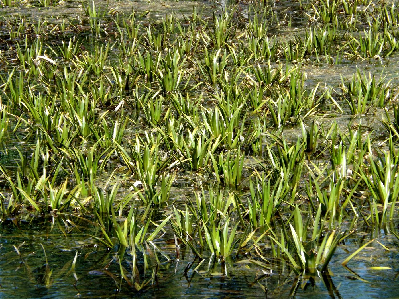 Барнадезия