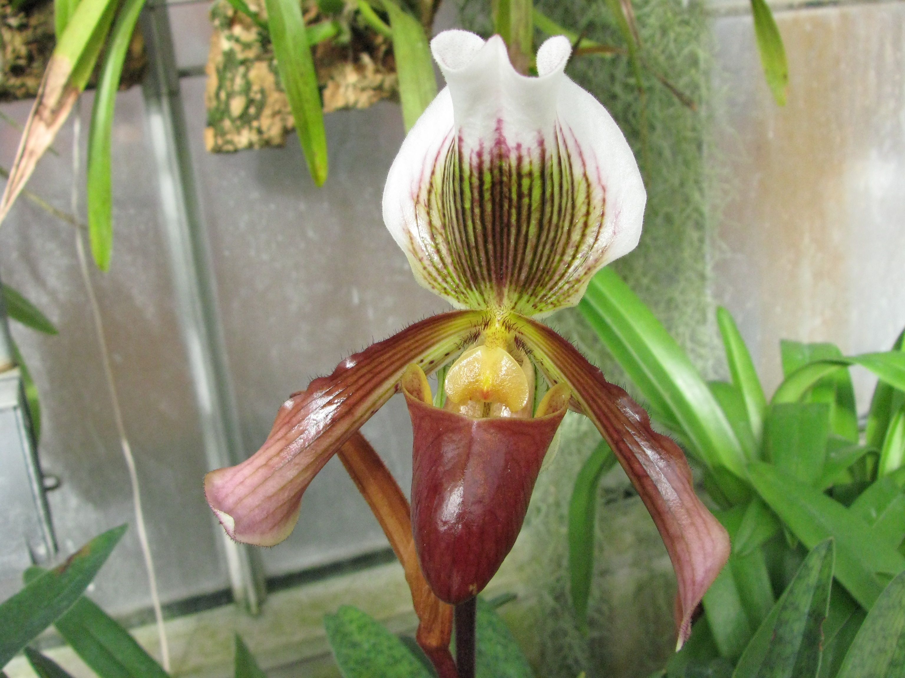 Башмачок королевы