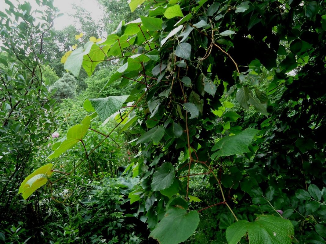 Виноград гималайский Виноград гималайский