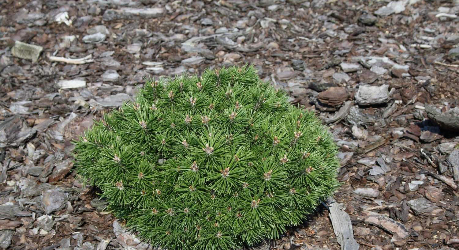 Сосна горная