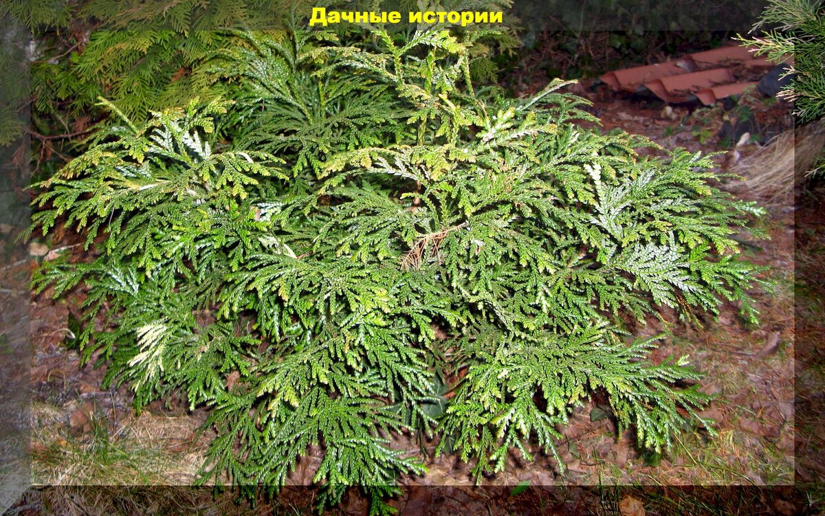 Туевик Туевик